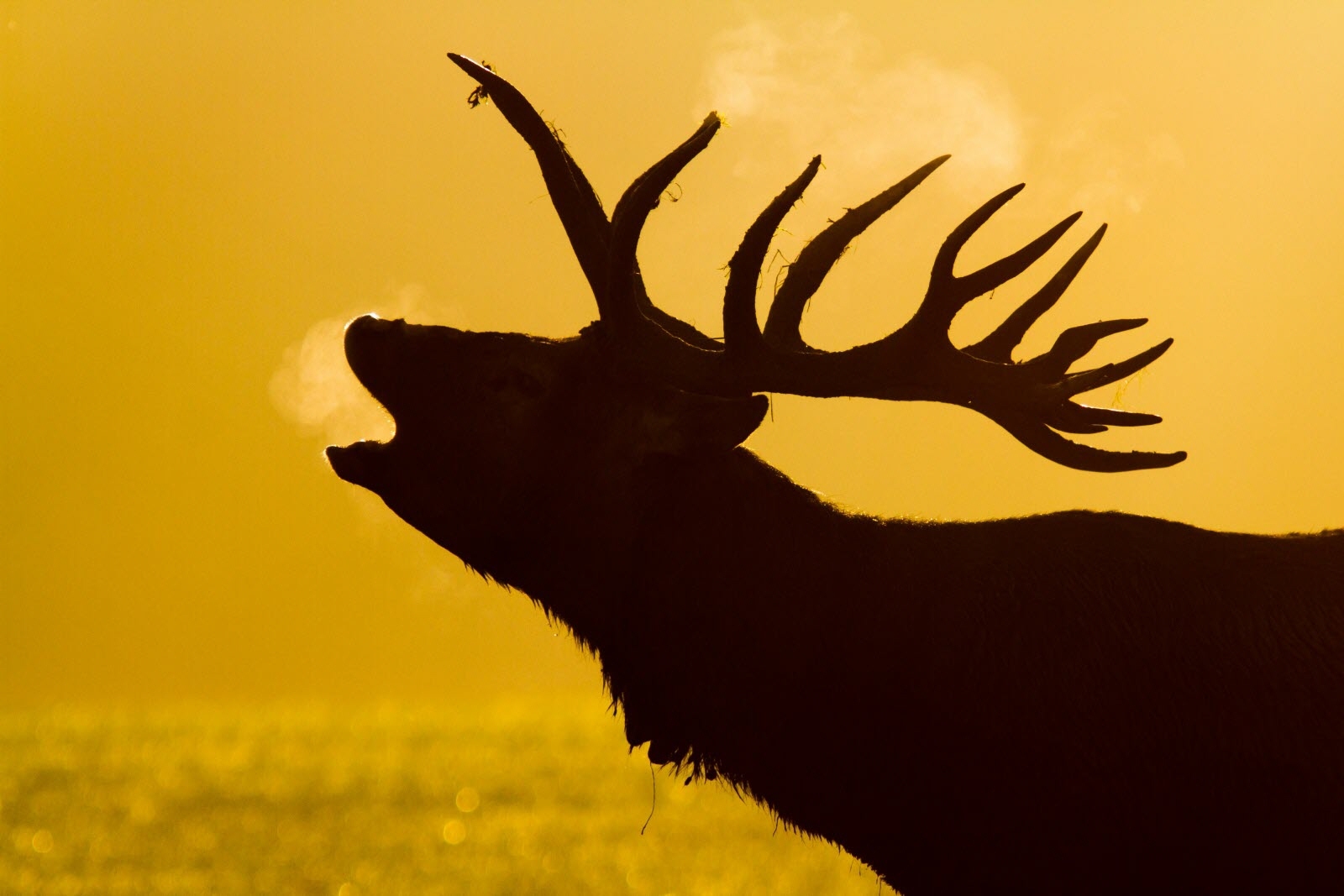 CLUB - Spéciale brame du cerf
