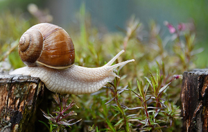 CLUB - Rando été Montricoux - ANNULEE