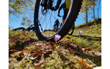 Le crocus de Nicolas M....